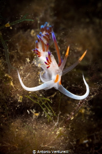In the Mediterranean, when you see a white & orange spot,... by Antonio Venturelli 